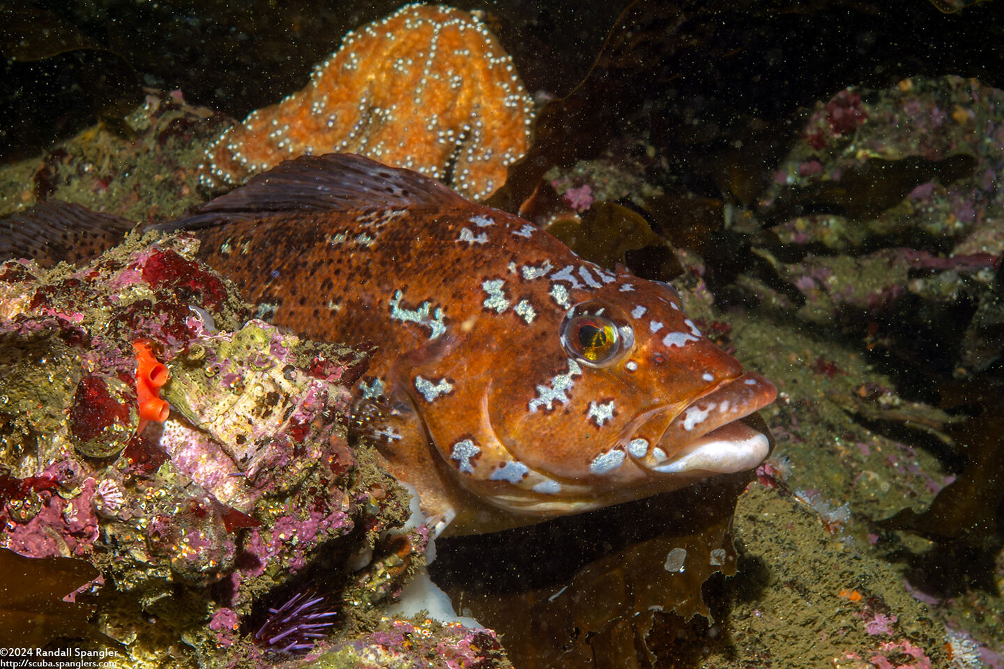 Hexagrammos decagrammus (Kelp Greenling)