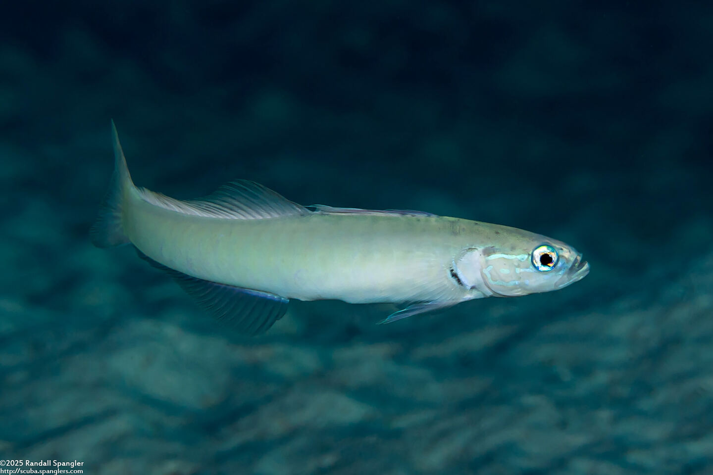 Ptereleotris microlepis (Pearly Dartfish)