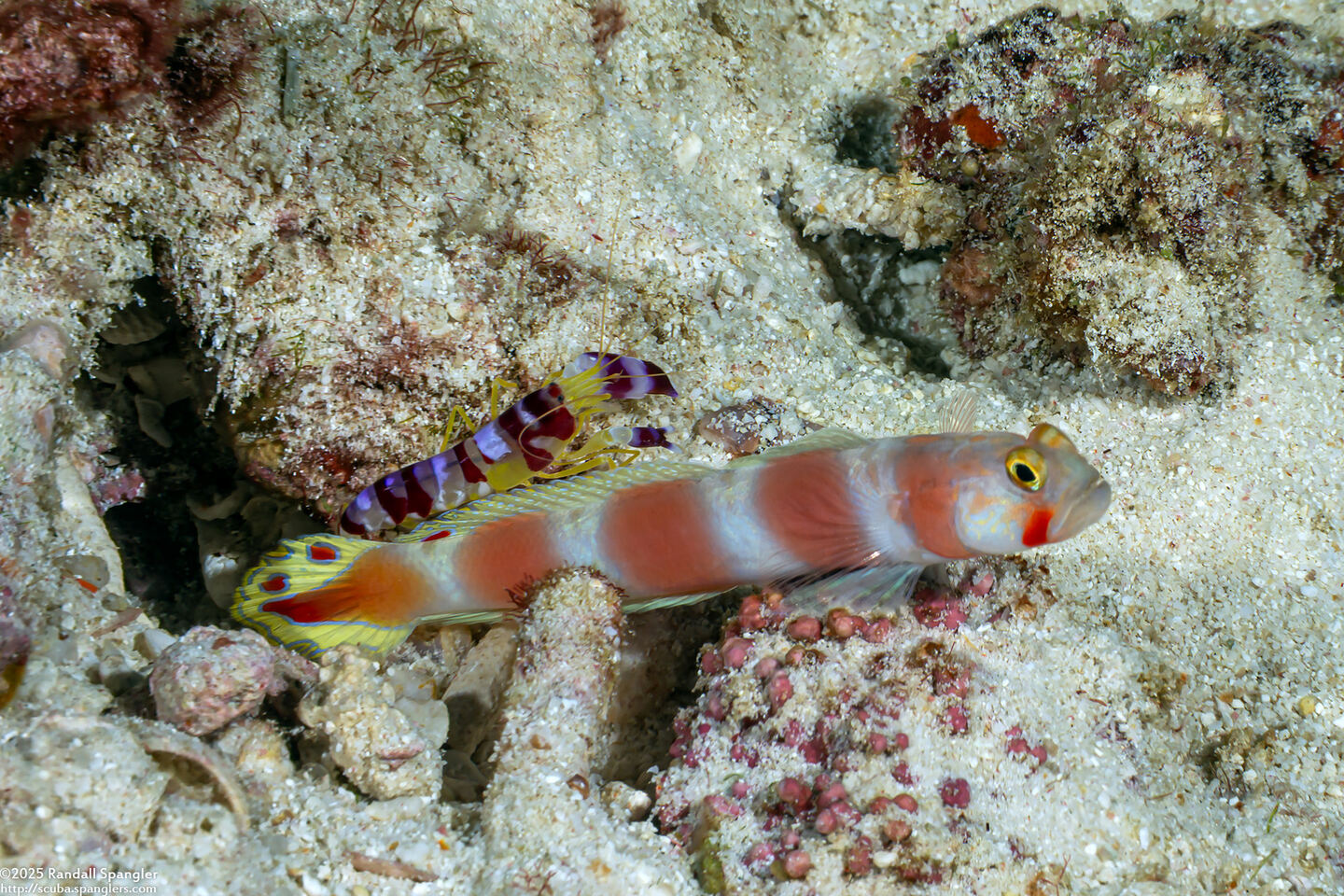 Alpheus randalli (Randall's Snapping Shrimp)