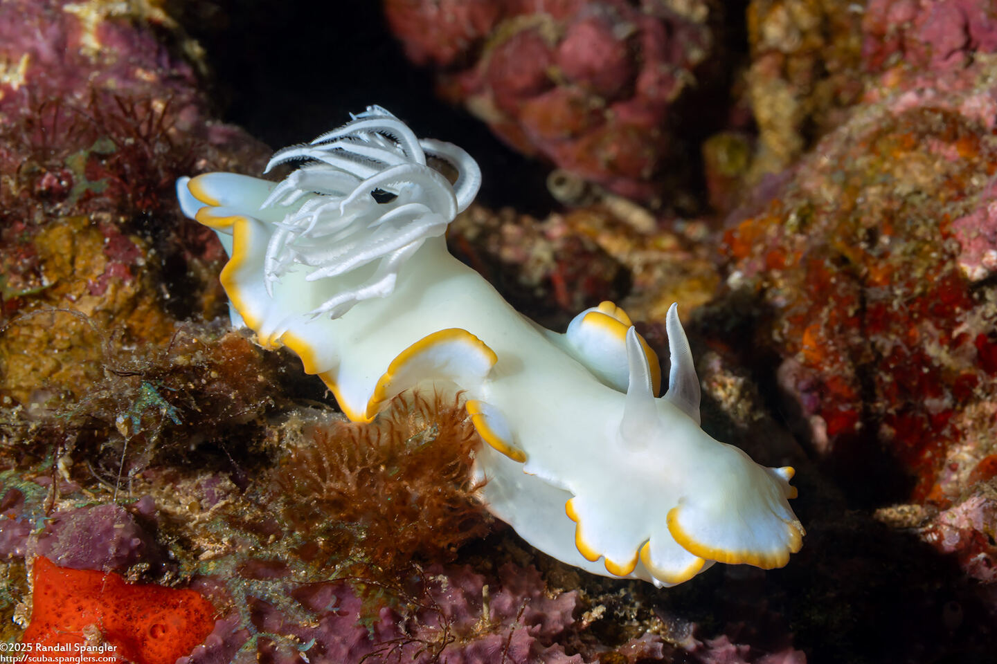 Ardeadoris egretta (Heron Ardeadoris)