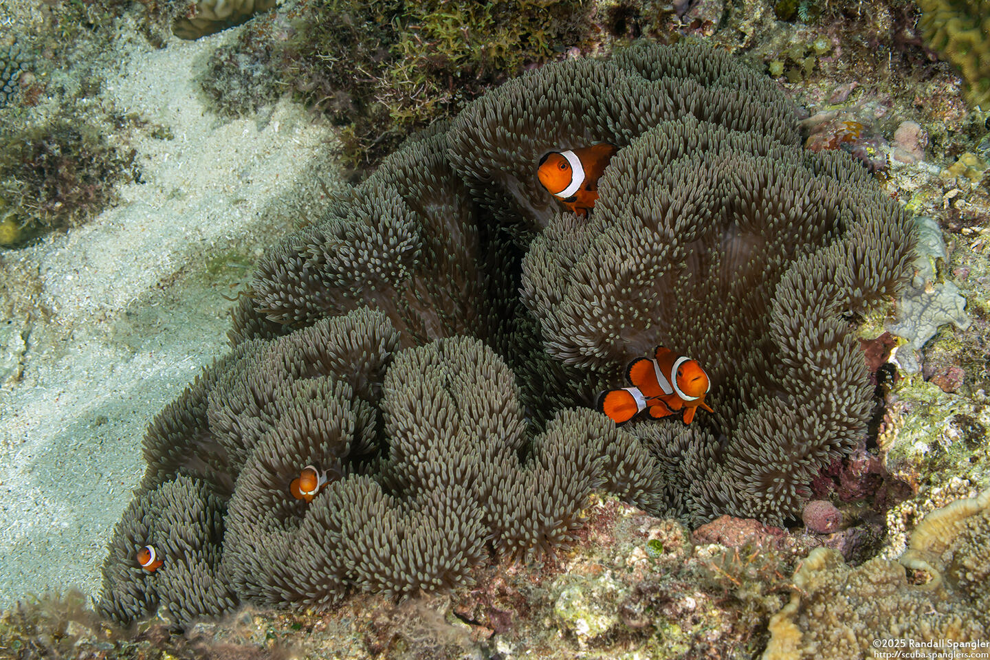 Stichodactyla mertensii (Merten's Carpet Anemone)