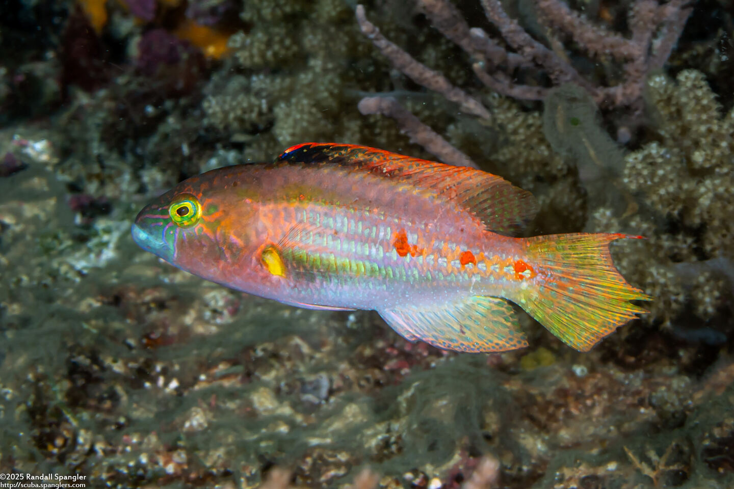 Oxycheilinus bimaculatus (Twospot Wrasse)