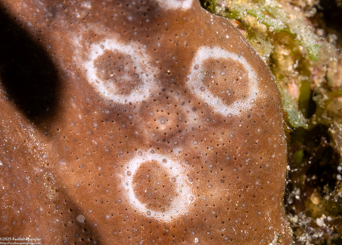 Heliopora coerulea (Blue Coral); Possibly diseased