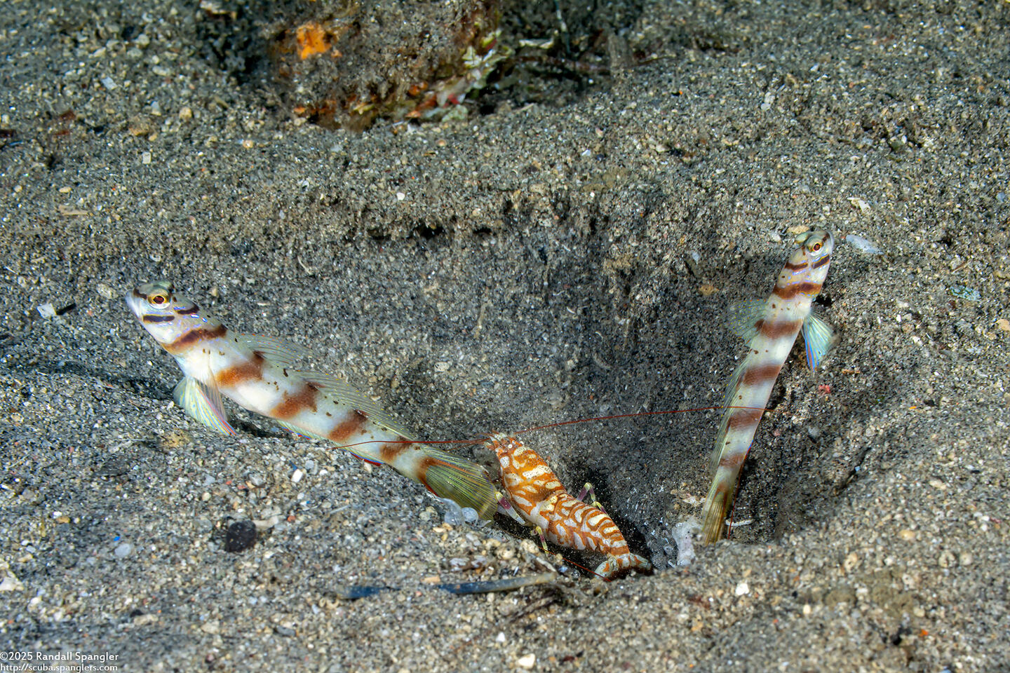 Alpheus bellulus (Tiger Snapping Shrimp)