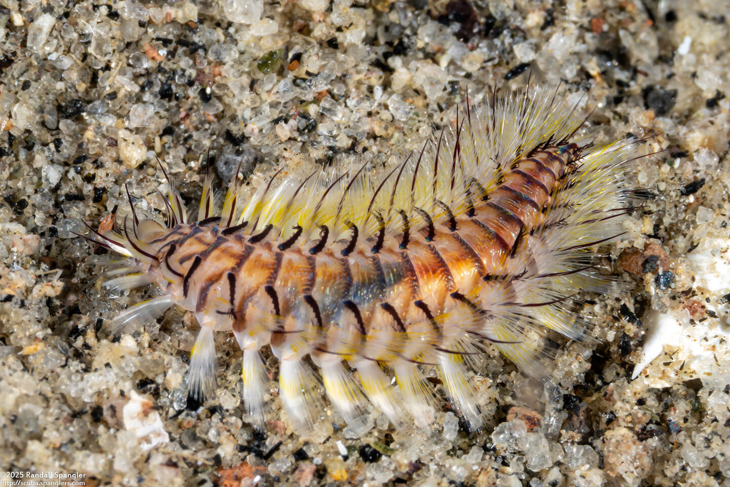Chloeia violacea (Chloeia Violacea)