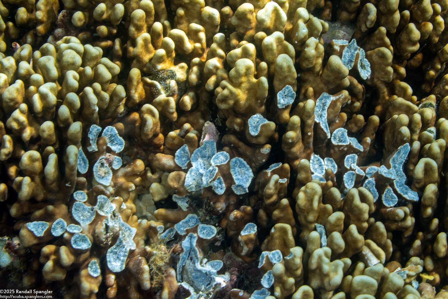 Heliopora coerulea (Blue Coral); Broken coral is blue inside