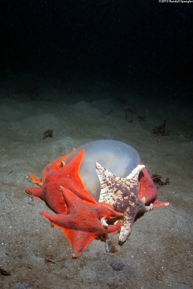 Patiria miniata (Bat Star); Eating a brown jellyfish