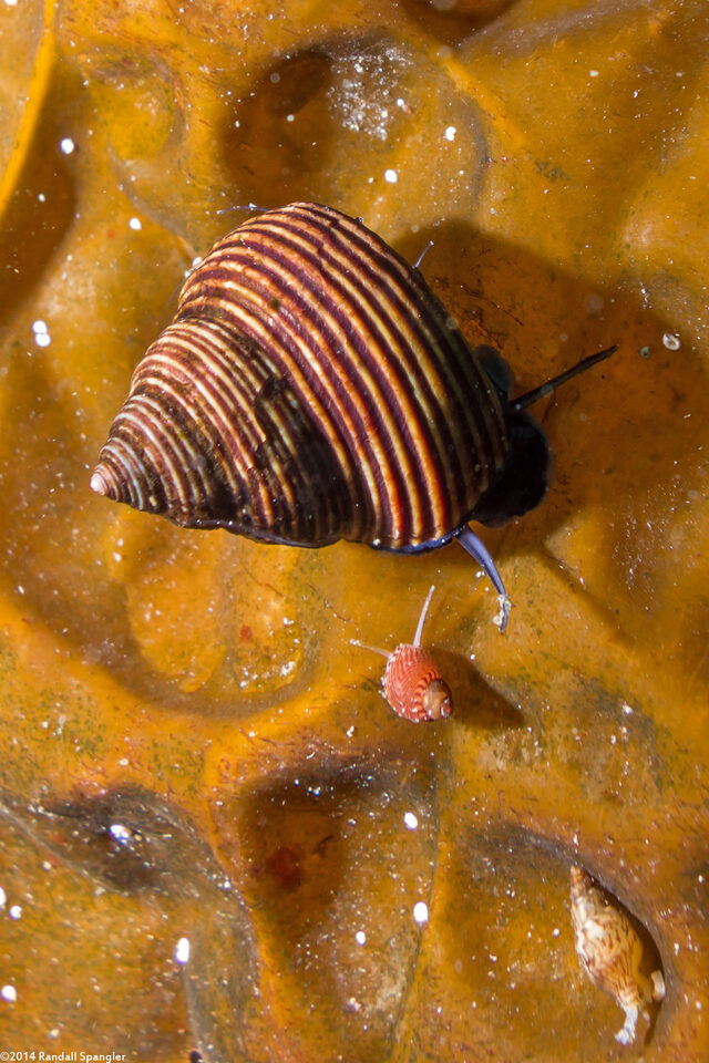 Alia carinata (Carinate Dovesnail); Compare dovesnail with the much larger topsnail above