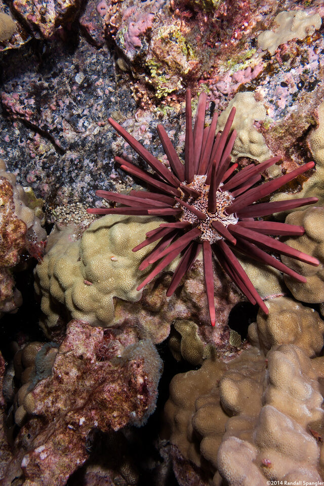 Heterocentrotus mamillatus (Red Pencil Urchin)