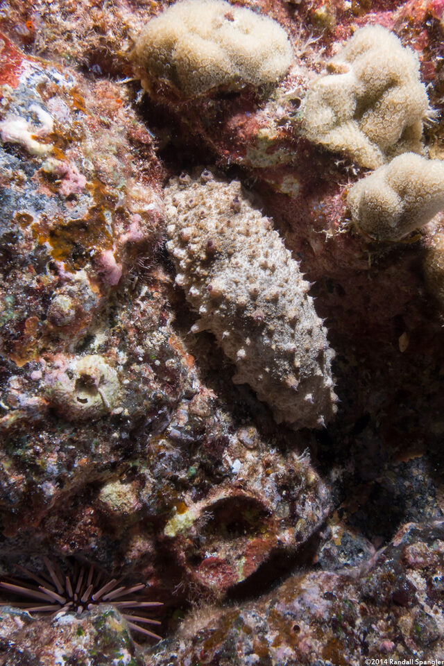 Holothuria pervicax (Stubborn Sea Cucumber)