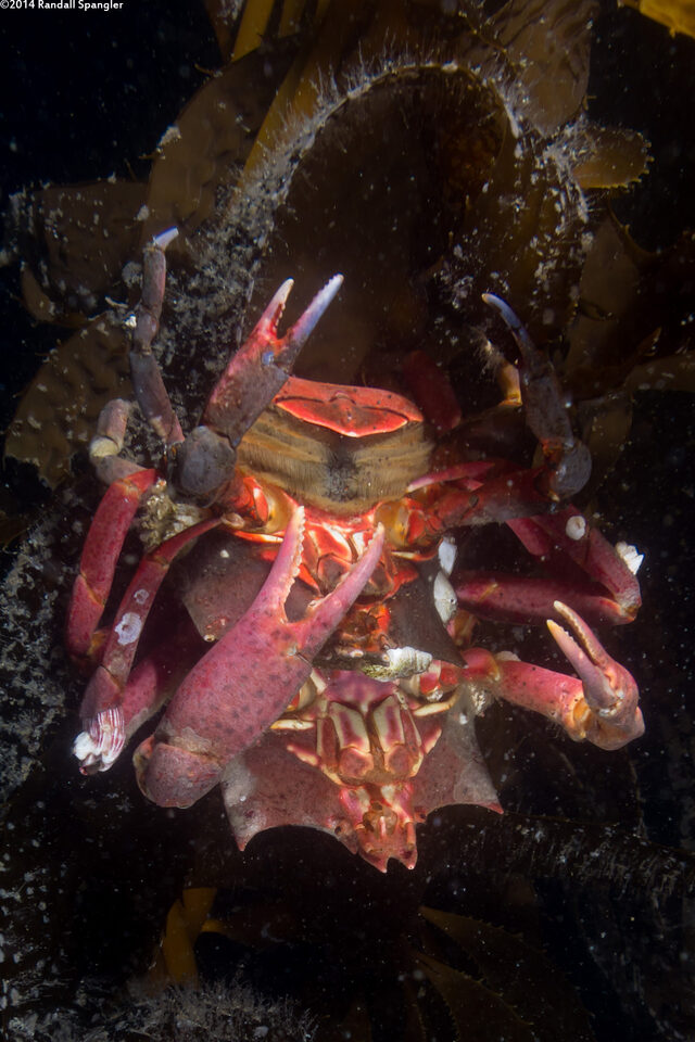 Pugettia producta (Northern Kelp Crab); Mating