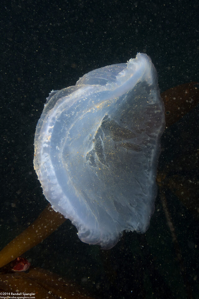 Chrysaora fuscescens (Brown Jellyfish); Battered remnant of the jelly's bell