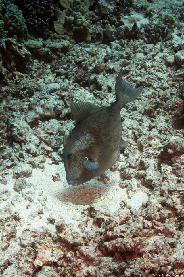 Balistes polylepis (Finescale Triggerfish); Triggerfish blowing water on eggs in its nest
