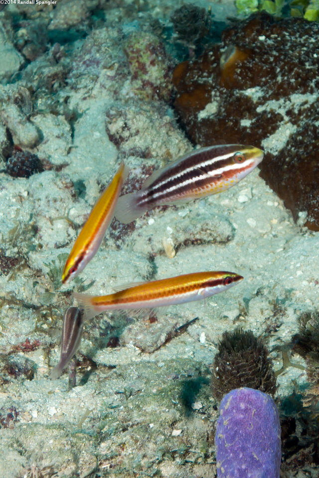 Halichoeres pictus (Rainbow Wrasse); The wrasse are smaller and yellower than the striped parrotfish