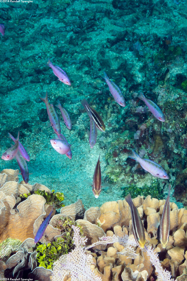 Clepticus parrae (Creole Wrasse)