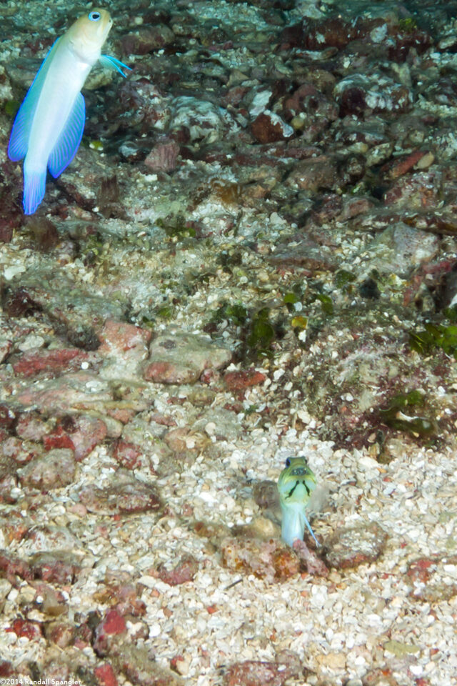Opistognathus aurifrons (Yellowhead Jawfish); The lower one is incubating eggs in its mouth