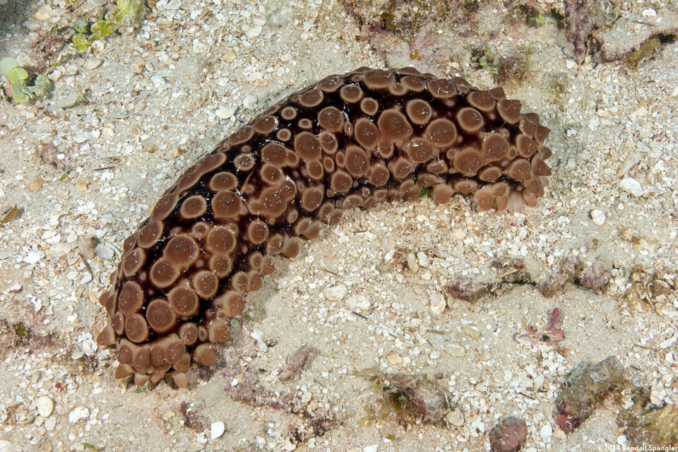 Eostichopus arnesoni (Conical Sea Cucumber)