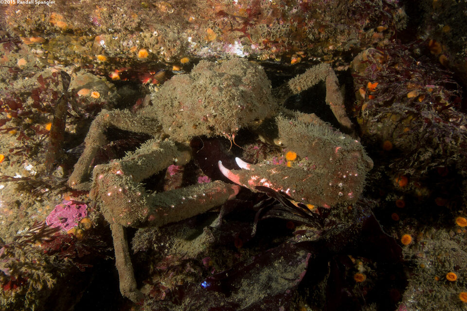 Loxorhynchus crispatus (Masking Crab)