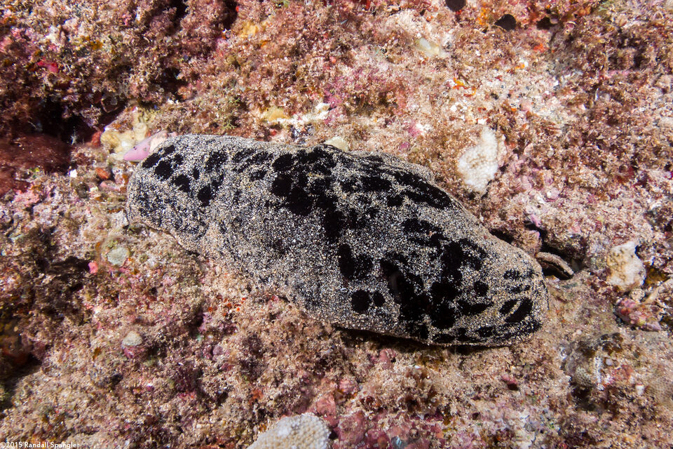 Holothuria whitmaei (Teated Sea Cucumber)