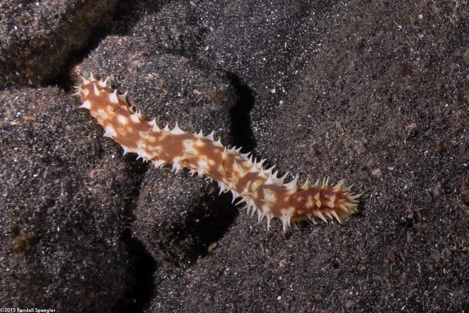 Holothuria hilla (Light-Spotted Sea Cucumber)