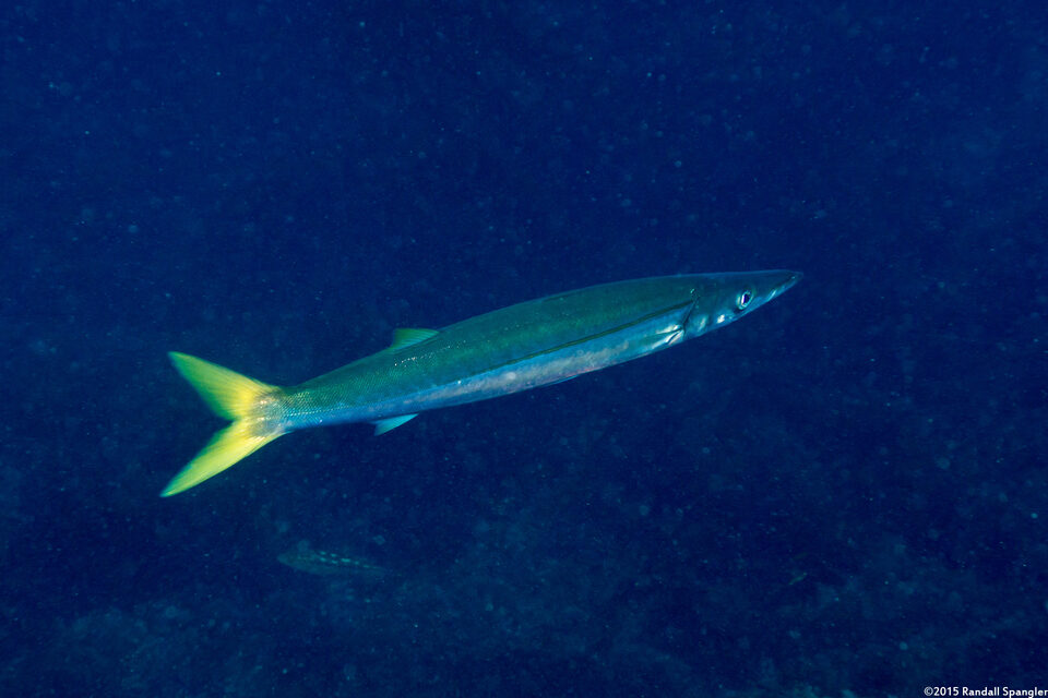 Sphyraena argentea (Pacific Barracuda)