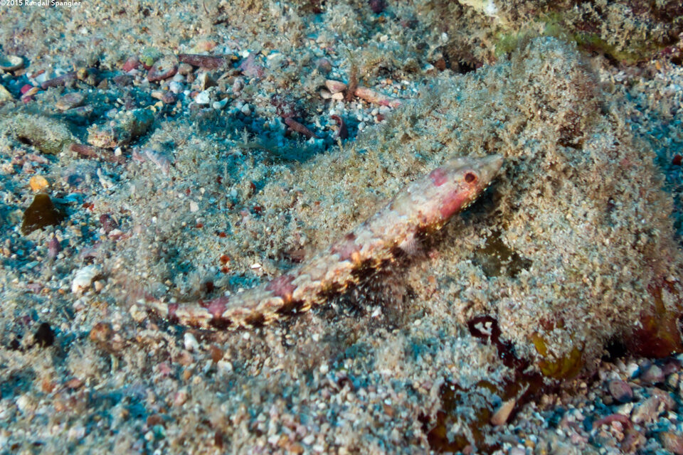 Synodus rubromarmoratus (Redmarbled Lizardfish)