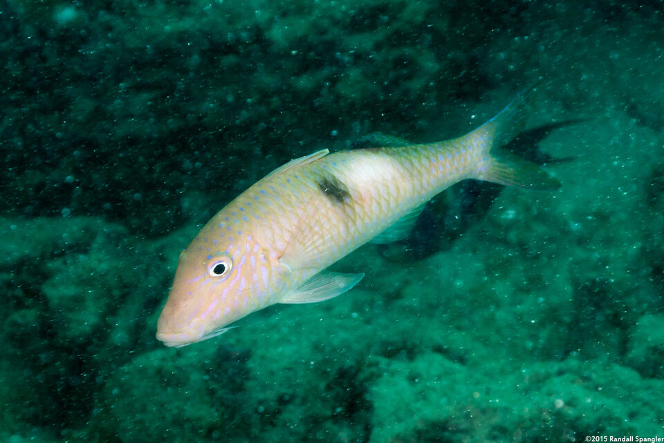 Parupeneus pleruostigma (Sidespot Goatfish)