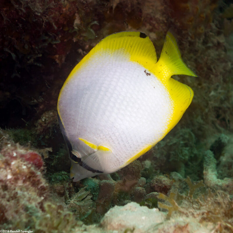 Chaetodon ocellatus (Spotfin Butterflyfish)