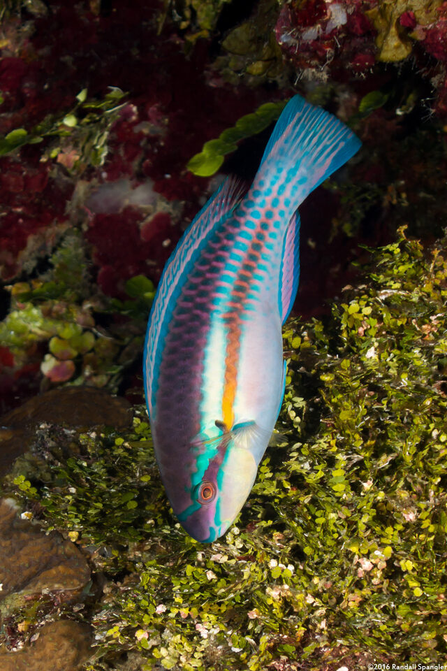 Scarus iseri (Striped Parrotfish)