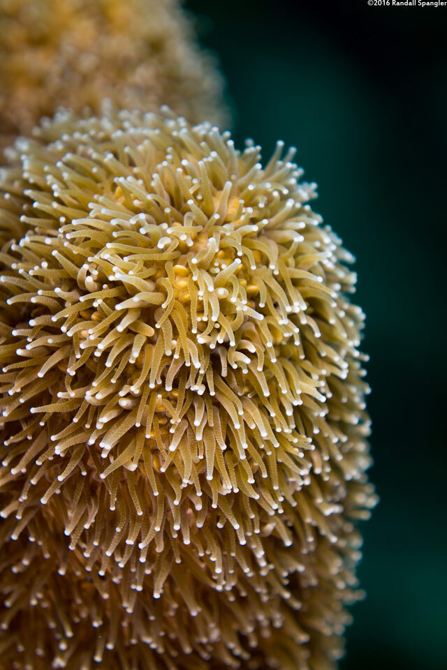 Dendrogyra cylindrus (Pillar Coral)