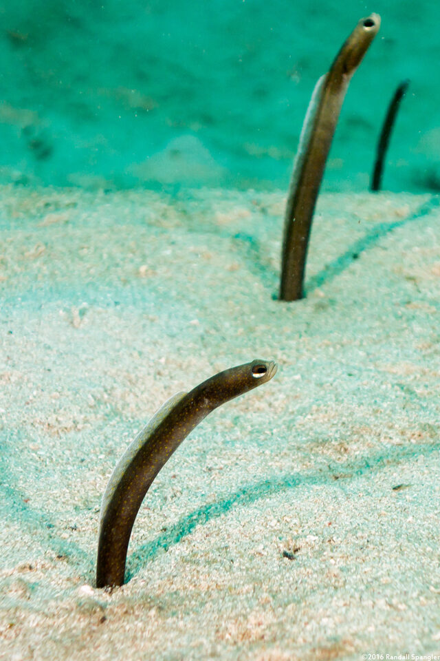 Heteroconger longissimus (Brown Garden Eel)