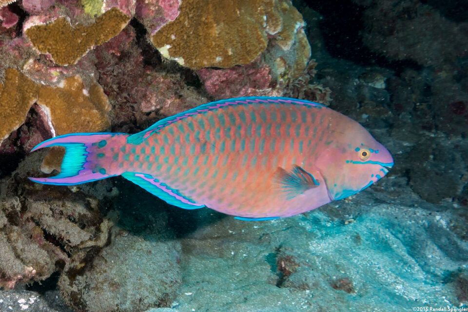 Scarus dubius (Regal Parrotfish)