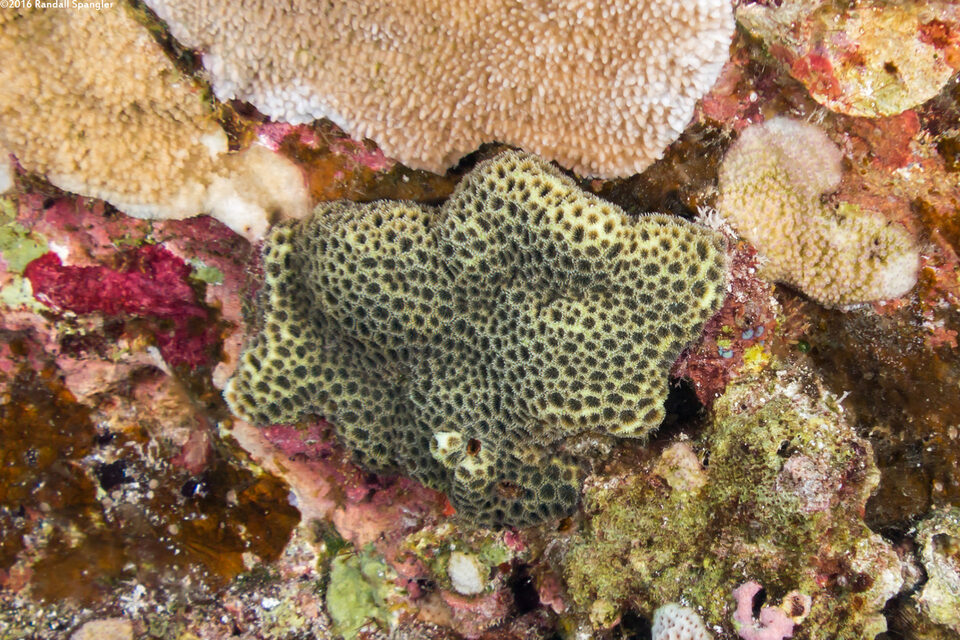 Leptastrea transversa (Transverse Coral)