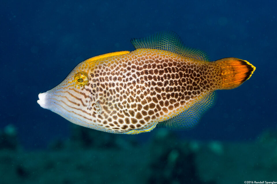 Pervagor spilosoma (Hawaiian Fantail Filefish)