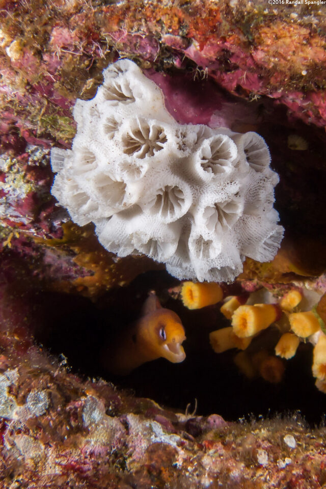 Gymnothorax melatremus (Dwarf Moray); Dwarf moray beneath skeleton of an orange cup coral