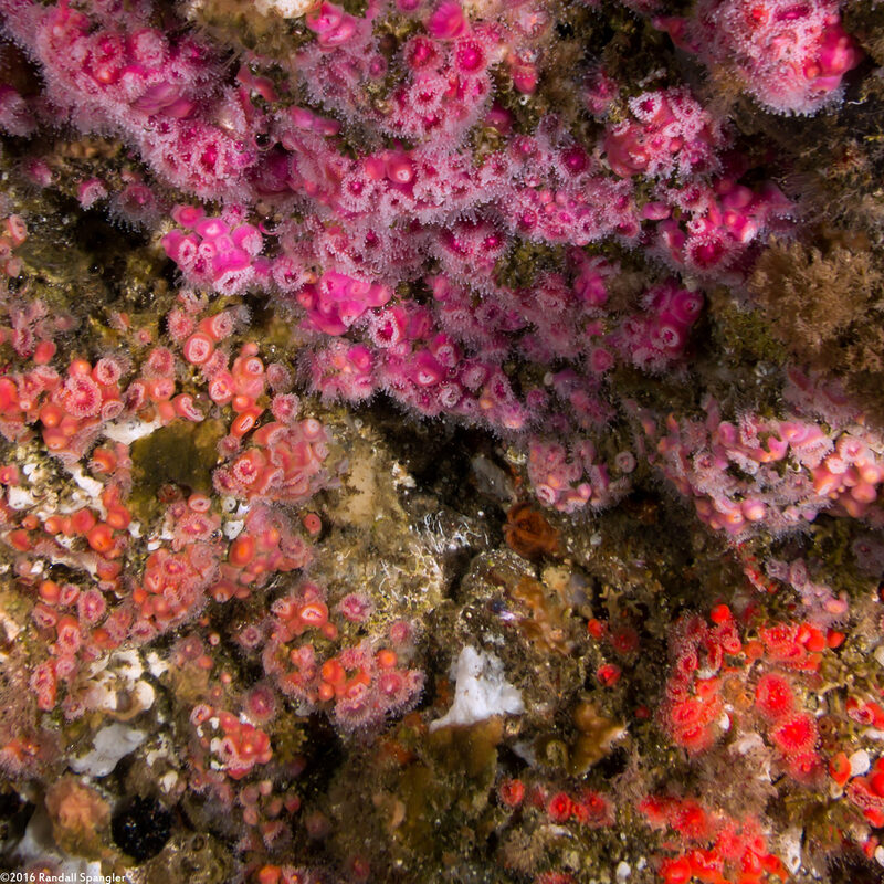 Corynactis californica (Club-Tipped Anemone); Different color colonies next to each other