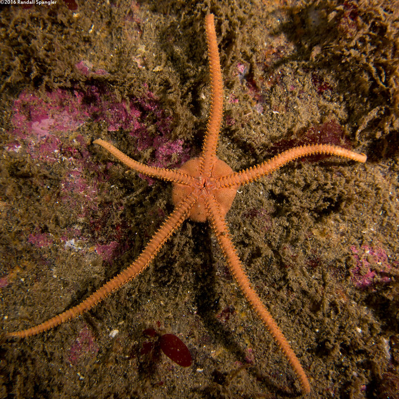 Ophioplocus esmarki (Smooth Brittle Star); This is the underside