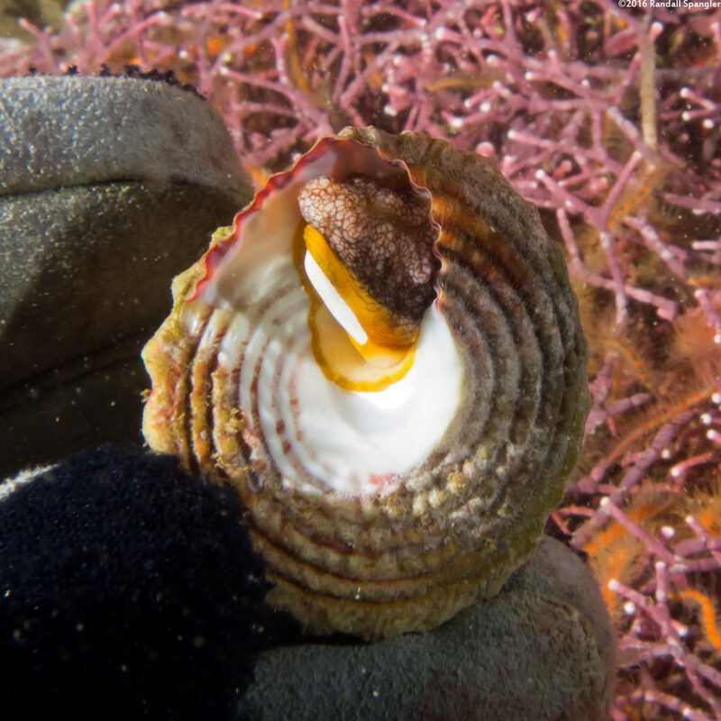 Pomaulax gibberosus (Red Top Snail); Underneath