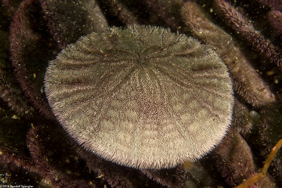 Dendraster excentricus (Sand Dollar)