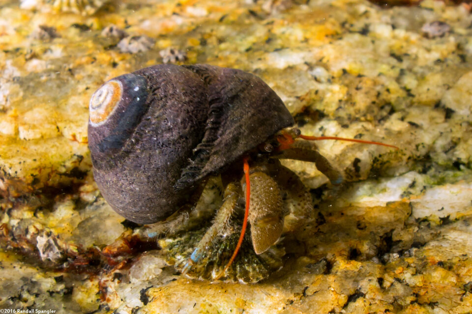 Pagurus samuelis (Blueband Hermit Crab)