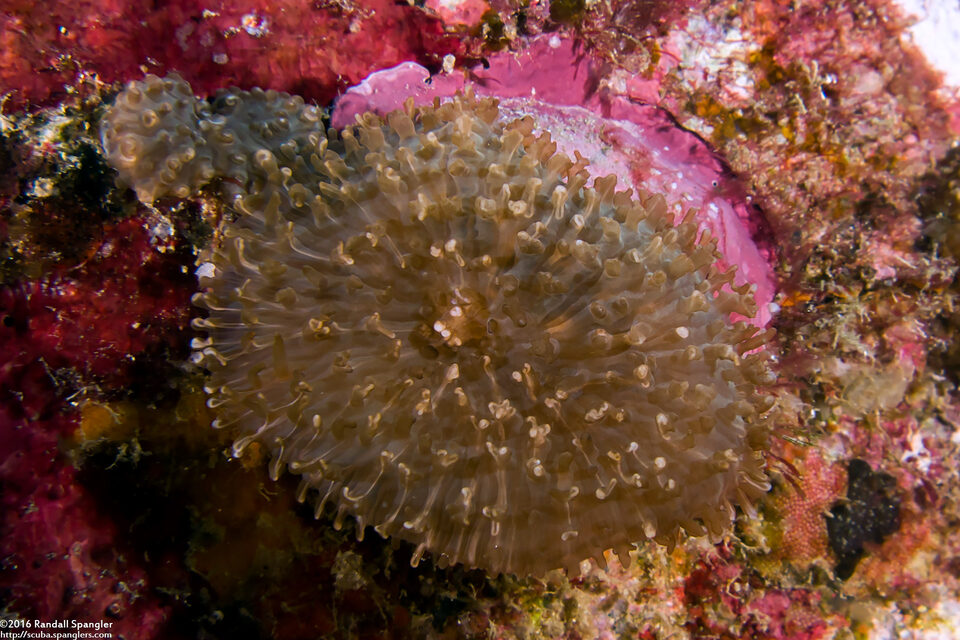 Rhodactis indosinensis (Rhodactis Indosinensis)