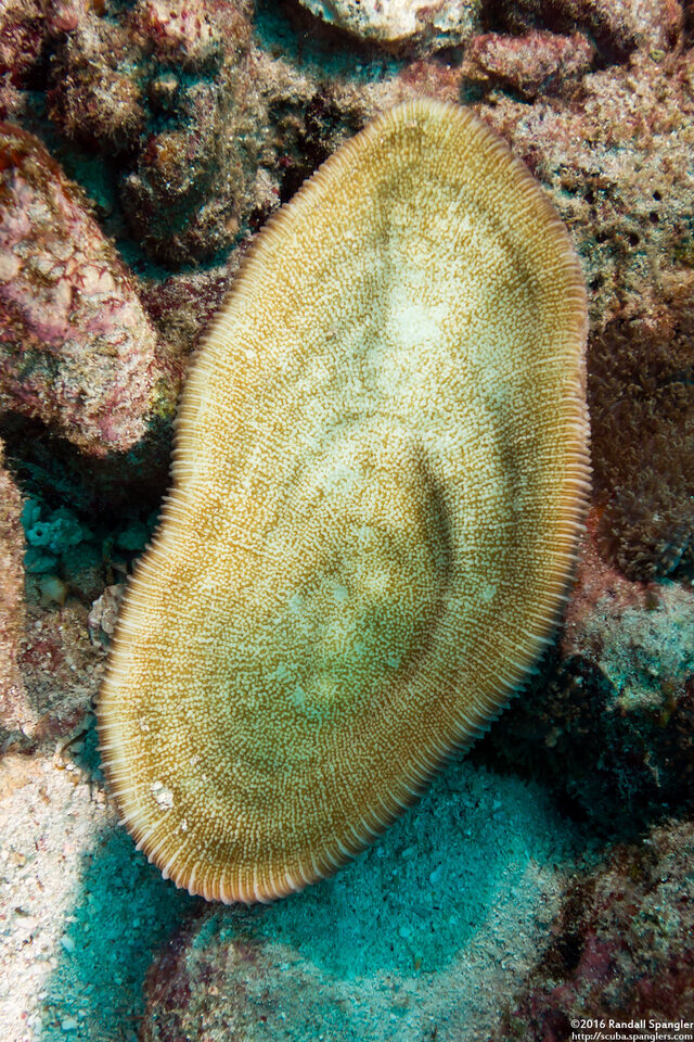 Lobactis scutaria (Oval Mushroom Coral); Underside