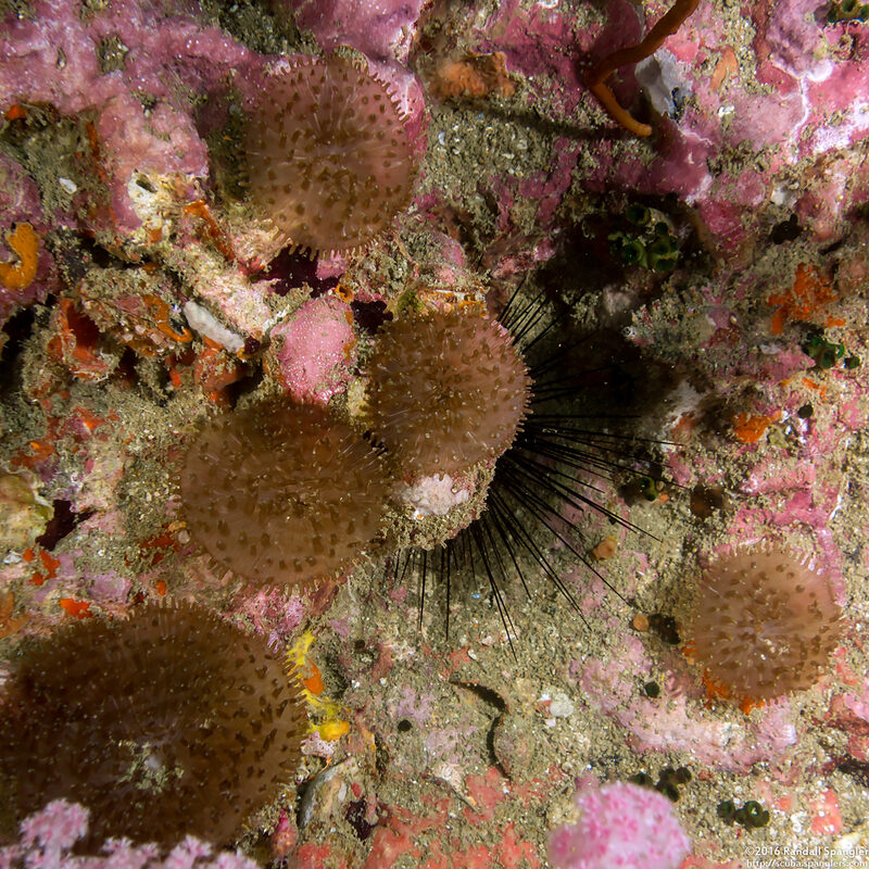 Rhodactis indosinensis (Rhodactis Indosinensis)