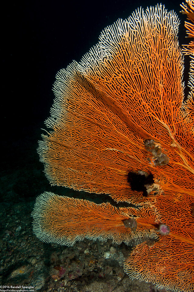 Annella mollis (Giant Sea Fan)