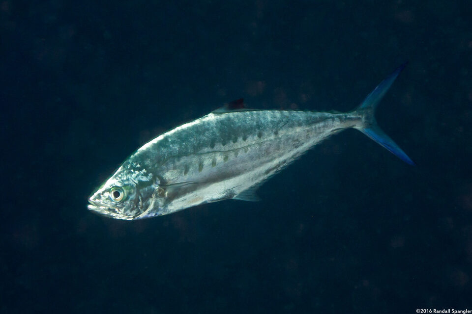 Scomberoides lysan (Double-Spotted Queenfish)