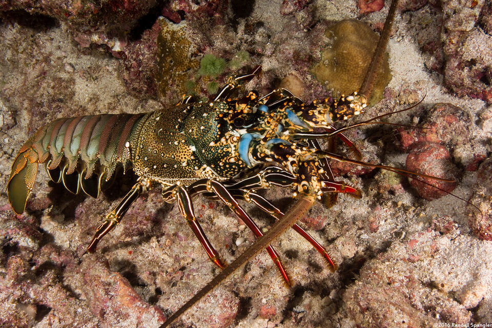 Panulirus penicillatus (Pronghorn Spiny Lobster)