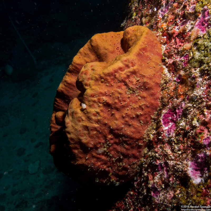 Rhabdastrella globostellata (Rhabdastrella Globostellata)