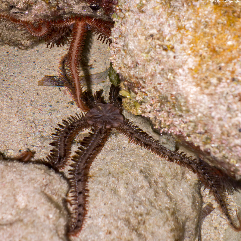 Ophiocoma echinata (Blunt-Spined Brittle Star)