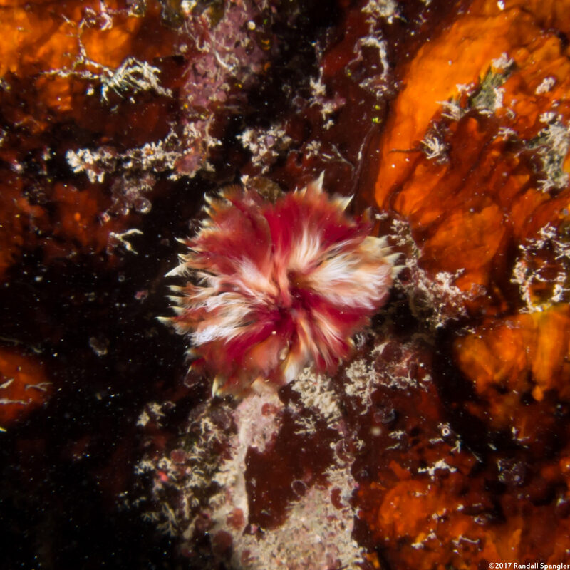 Anamobaea orstedii (Splitcrown Feather Duster); Worm retracting so fast it's blurry even with flash