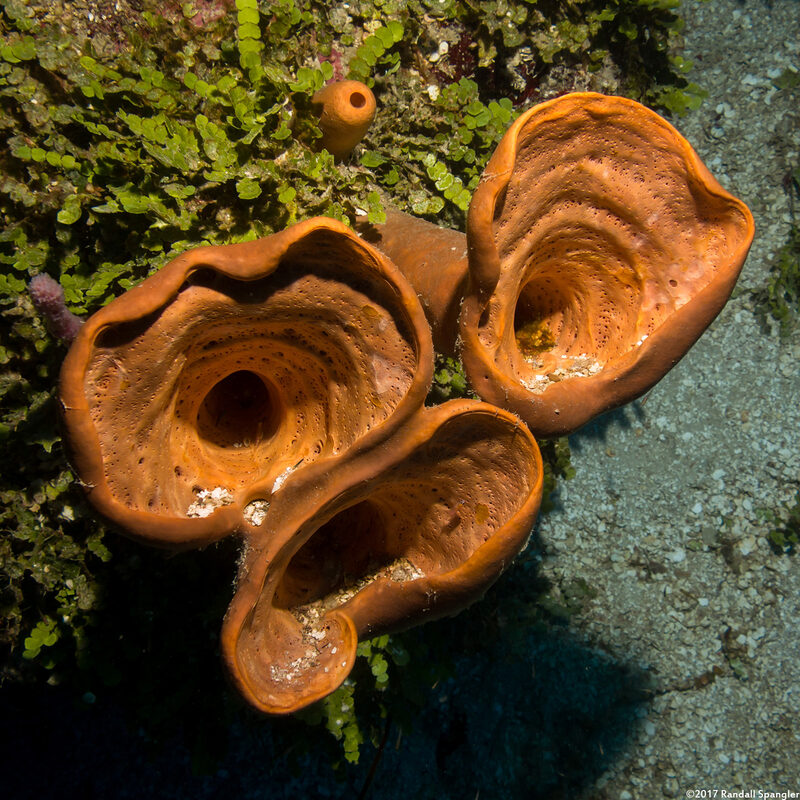 Agelas conifera (Brown Tube Sponge)